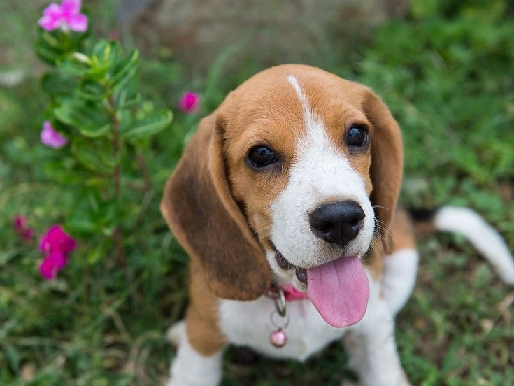 Beagle dog outdoors