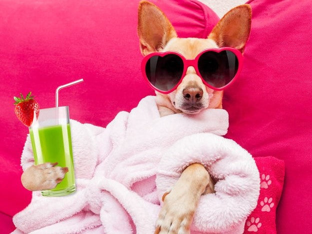 Dog wearing sunglasses with a green drink