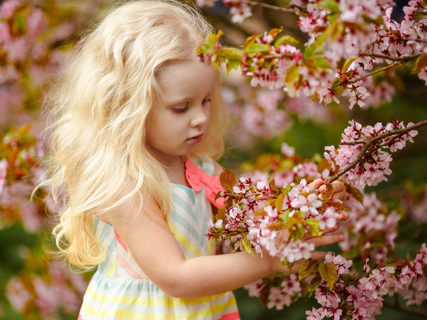 Girl looking at pink spring blossoms