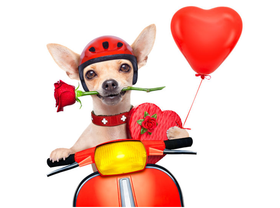 Valentine dog with rose and heart balloon